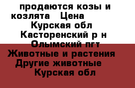 продаются козы и козлята › Цена ­ 5 000 - Курская обл., Касторенский р-н, Олымский пгт Животные и растения » Другие животные   . Курская обл.